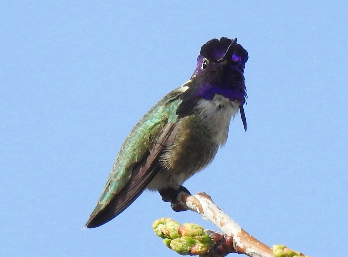 Costa's Hummingbird - ML93036261