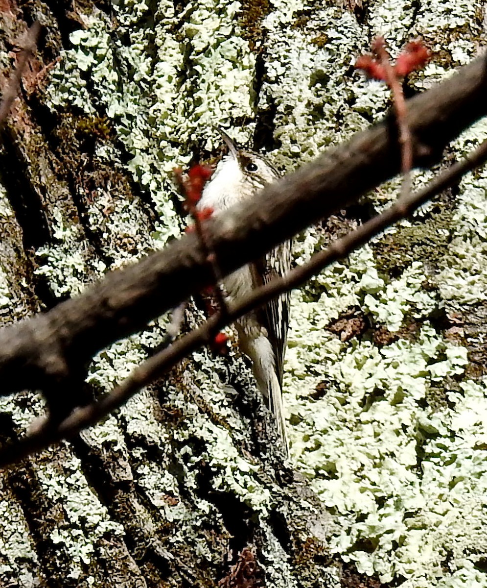 Brown Creeper - ML93036351