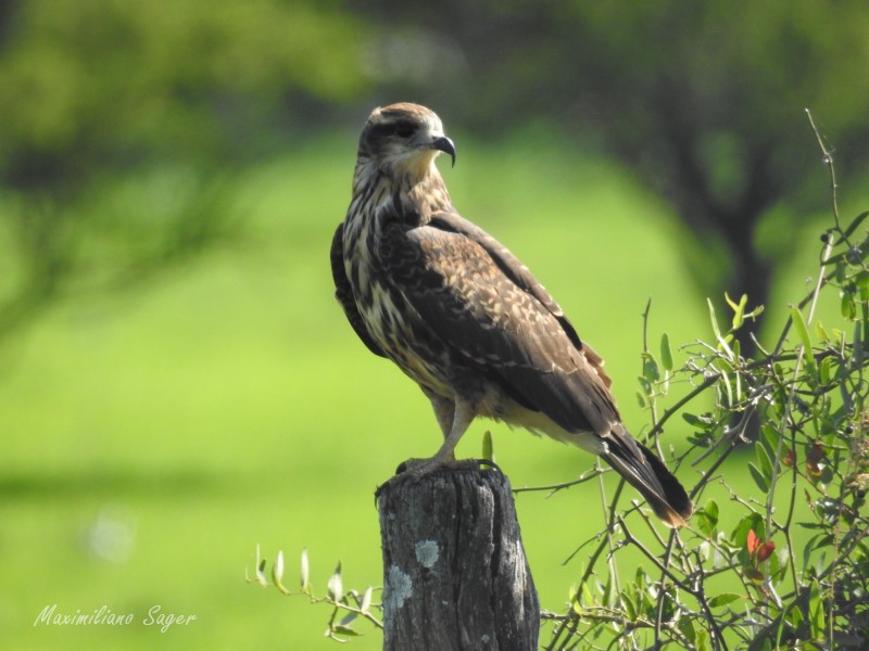 Snail Kite - ML93038351