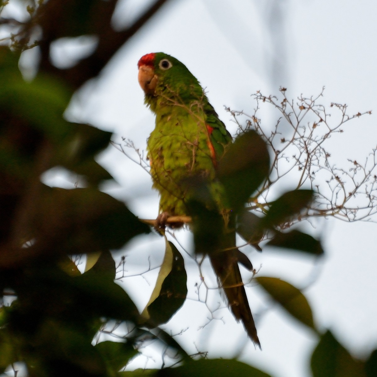 Crimson-fronted Parakeet - ML93040191