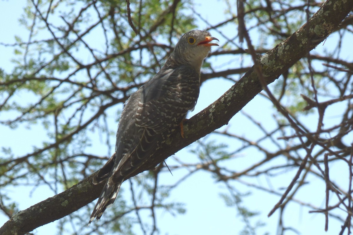Common Cuckoo - ML93040321