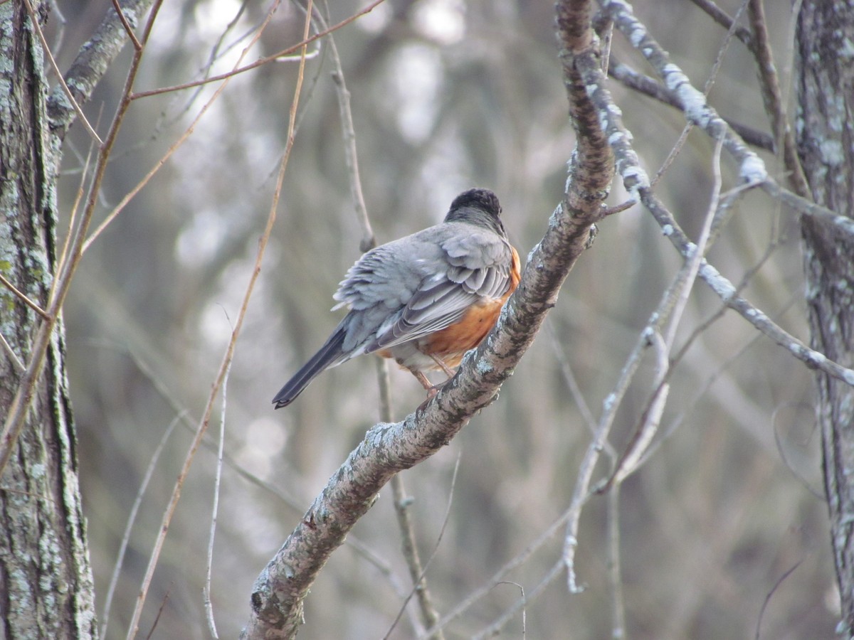 American Robin - ML93040491