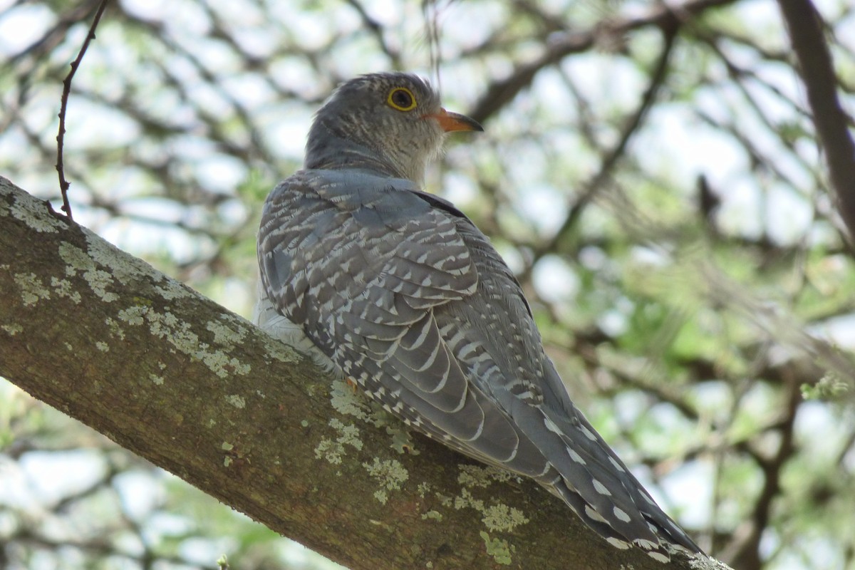 Common Cuckoo - ML93040551