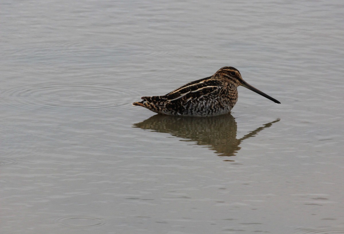 Wilson's Snipe - Chuck Gates