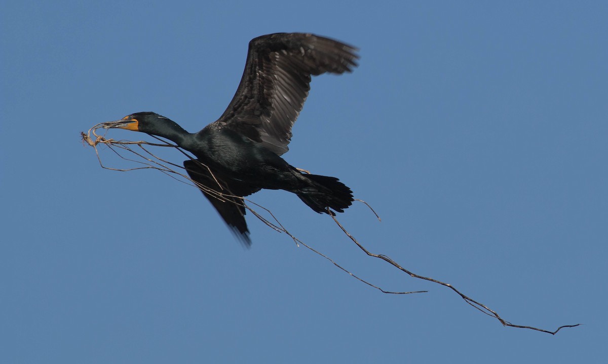 Cormoran à aigrettes - ML93041571