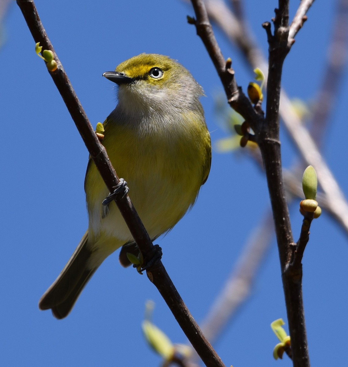 White-eyed Vireo - ML93042321