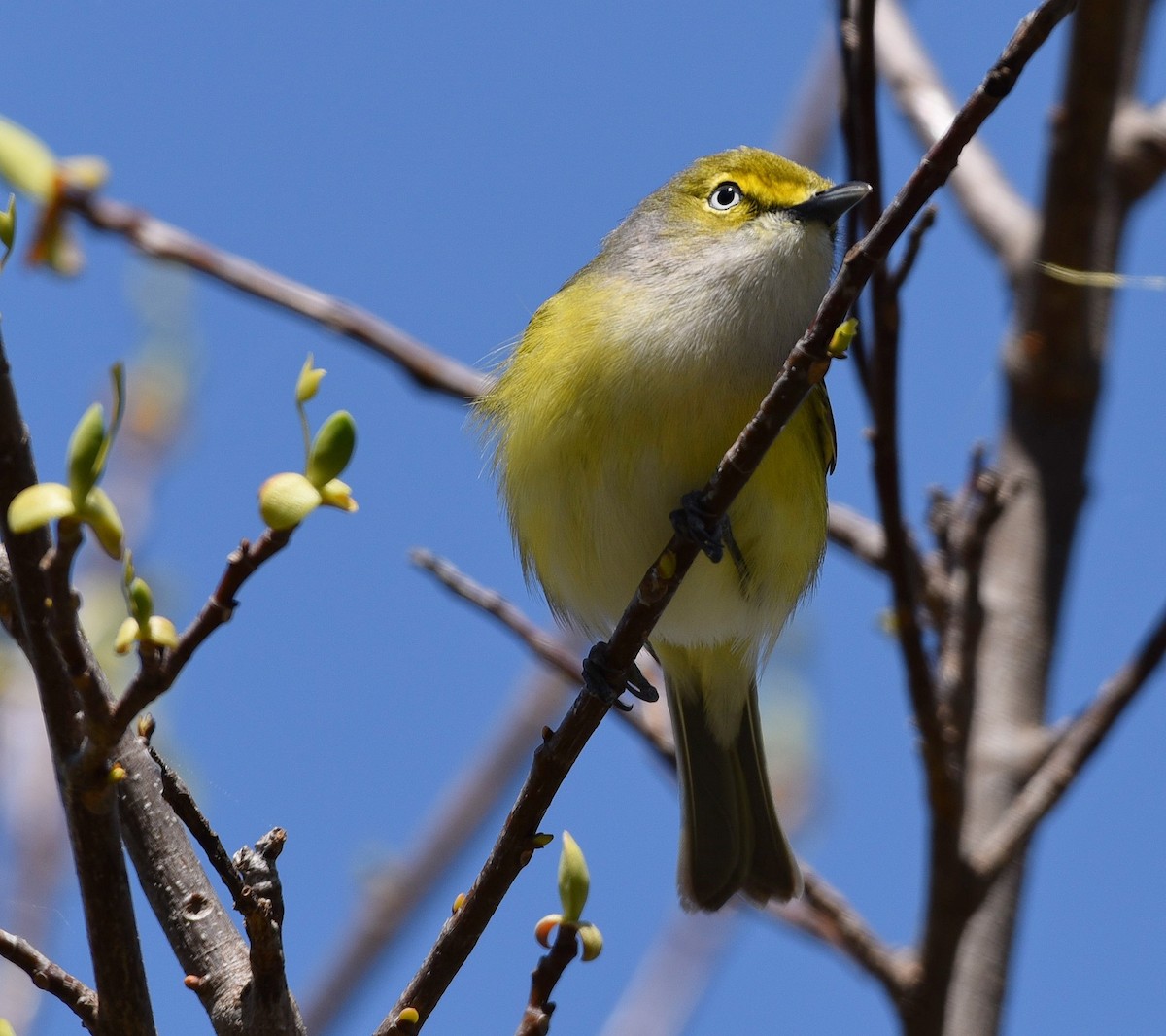 White-eyed Vireo - ML93042331