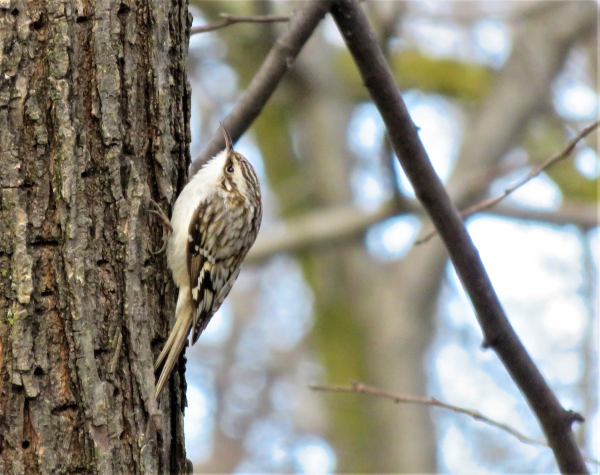 Brown Creeper - Kevin Topping