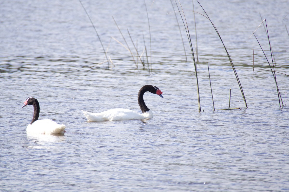 Black-necked Swan - ML93042501