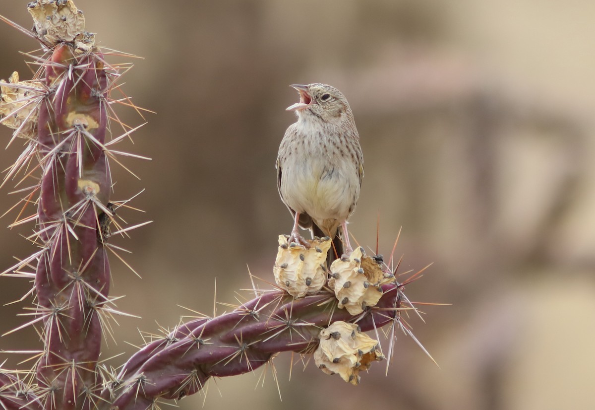 Cassin's Sparrow - John Drummond