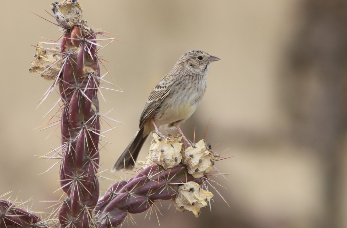 Cassin's Sparrow - ML93042761