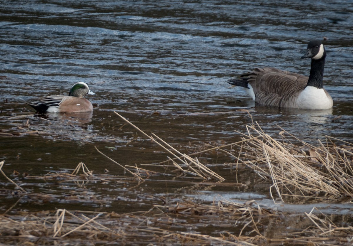 American Wigeon - ML93043961