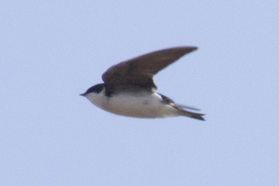 Tree Swallow - ML93044701