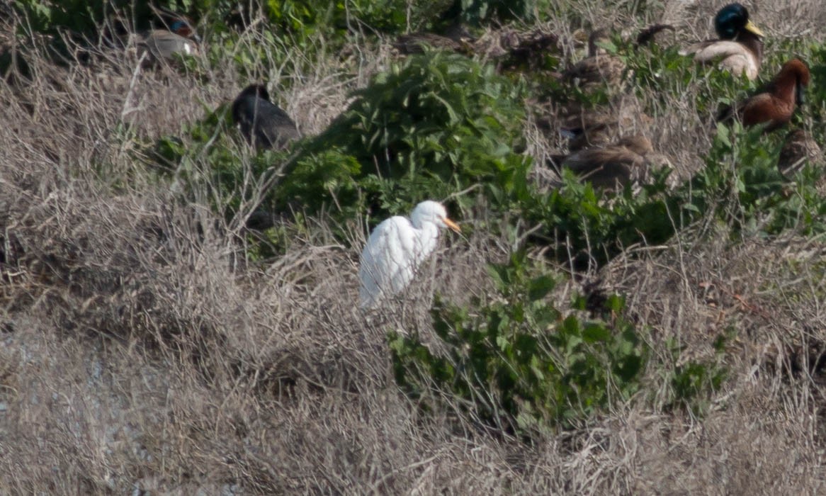 Египетская цапля (ibis) - ML93045591
