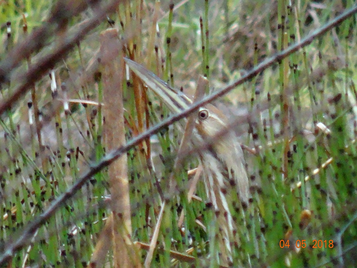 American Bittern - ML93045631