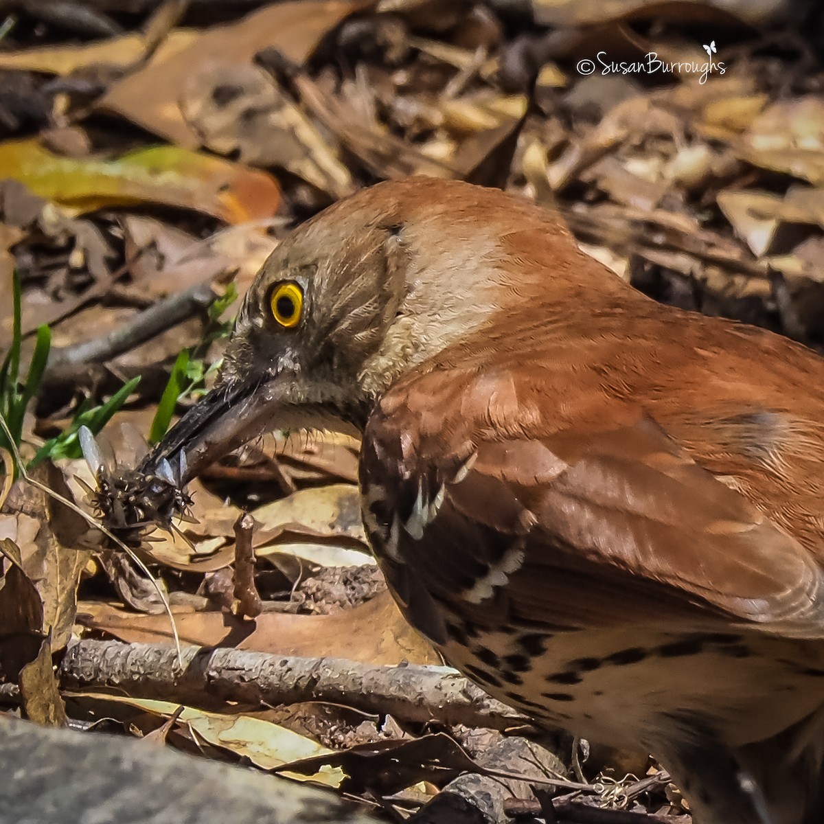 Brown Thrasher - ML93046161