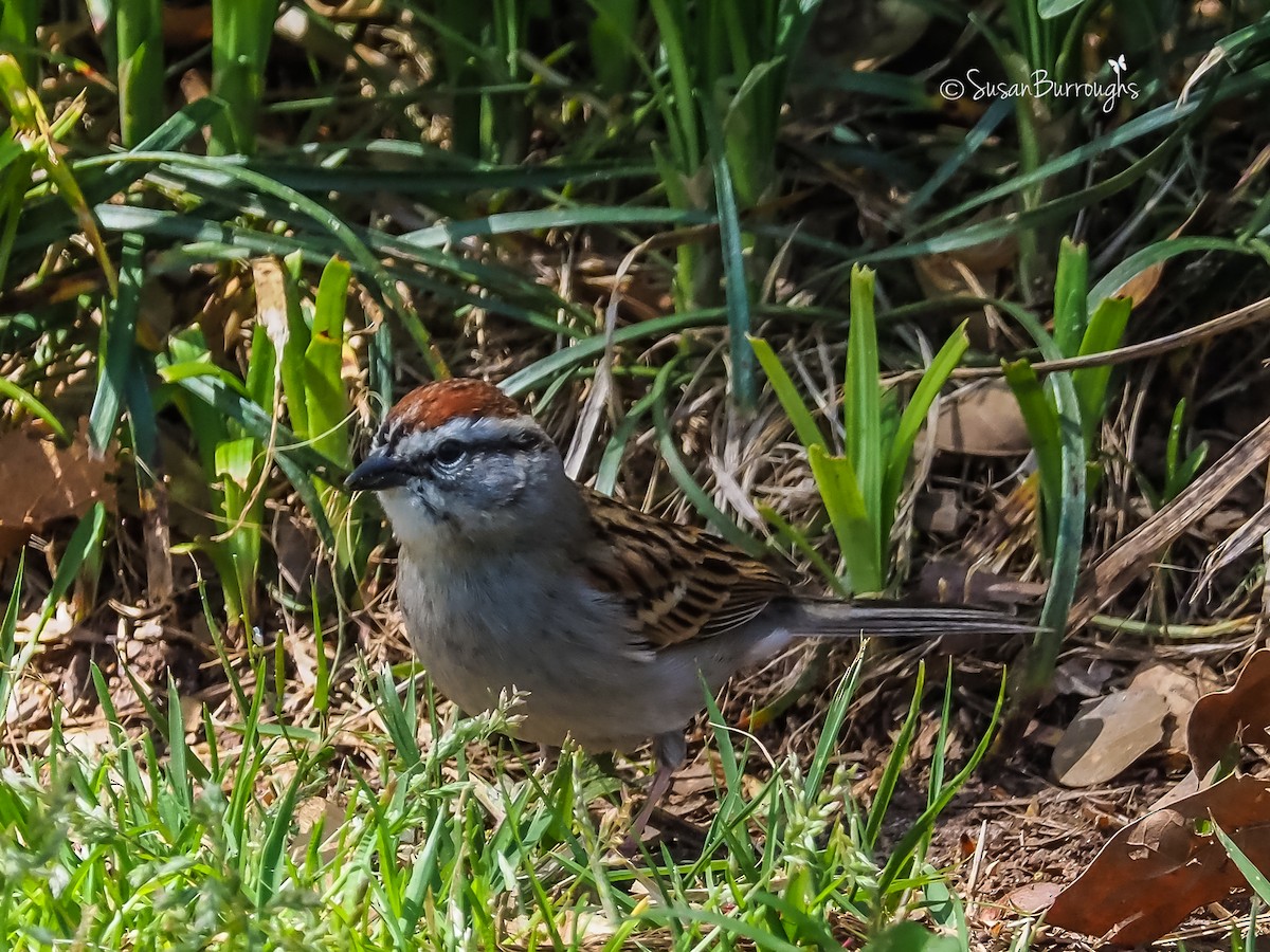 Chipping Sparrow - ML93046301