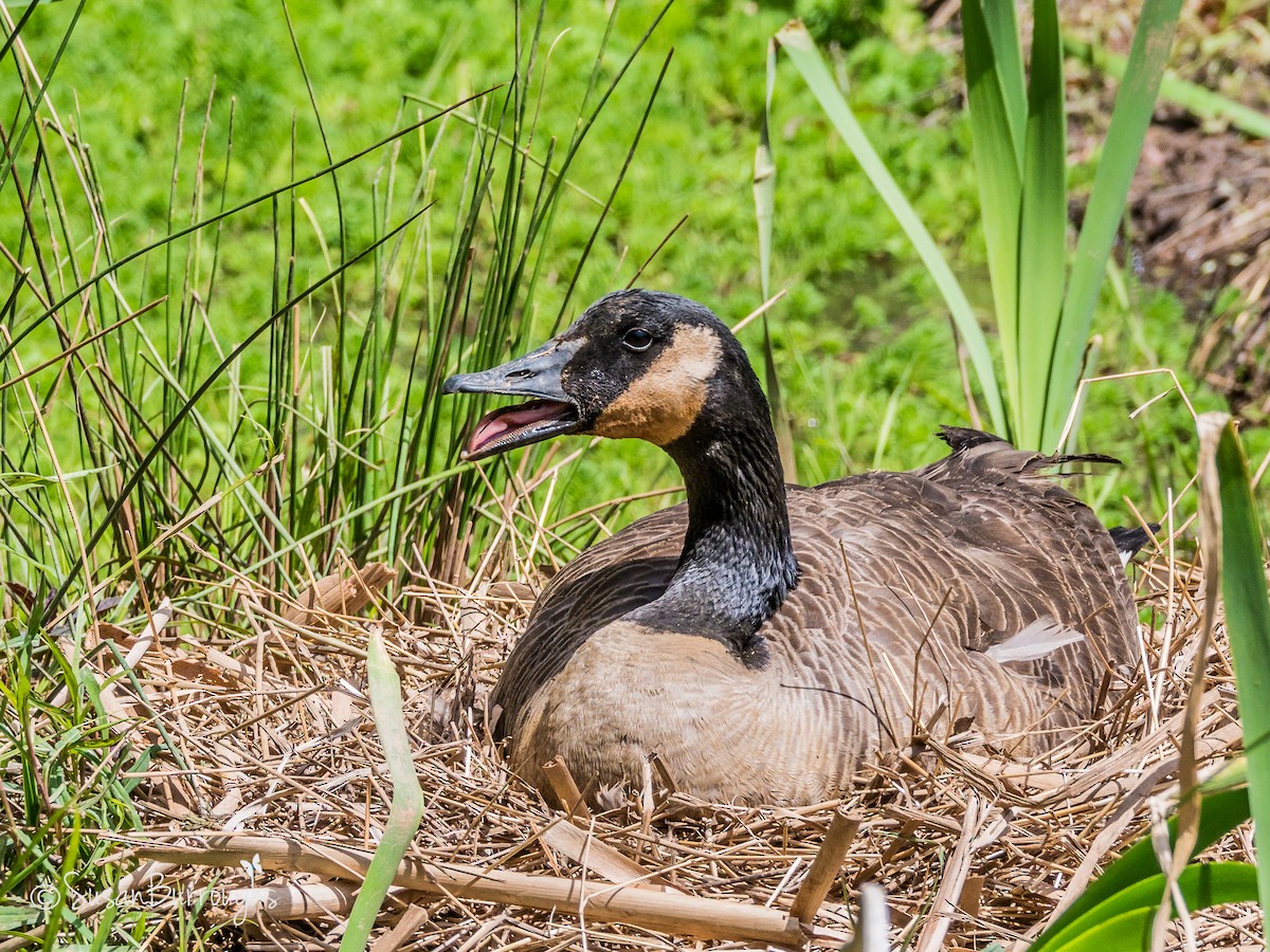 Canada Goose - ML93047011