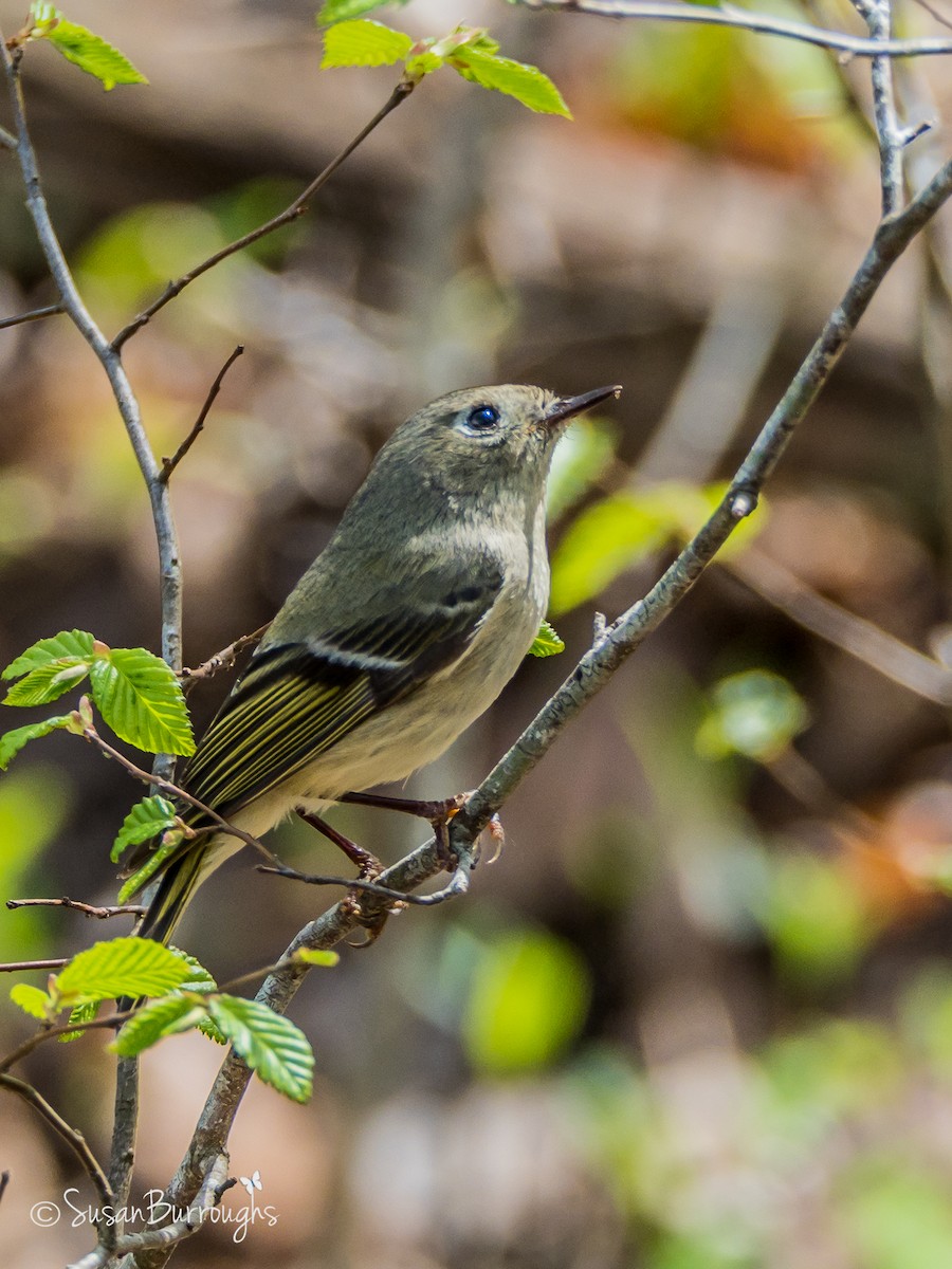 Ruby-crowned Kinglet - ML93047181