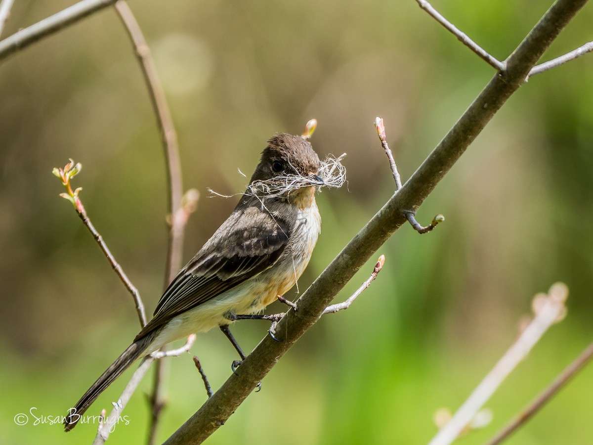 Eastern Phoebe - ML93047301