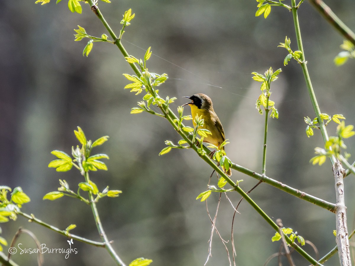 Common Yellowthroat - ML93047491