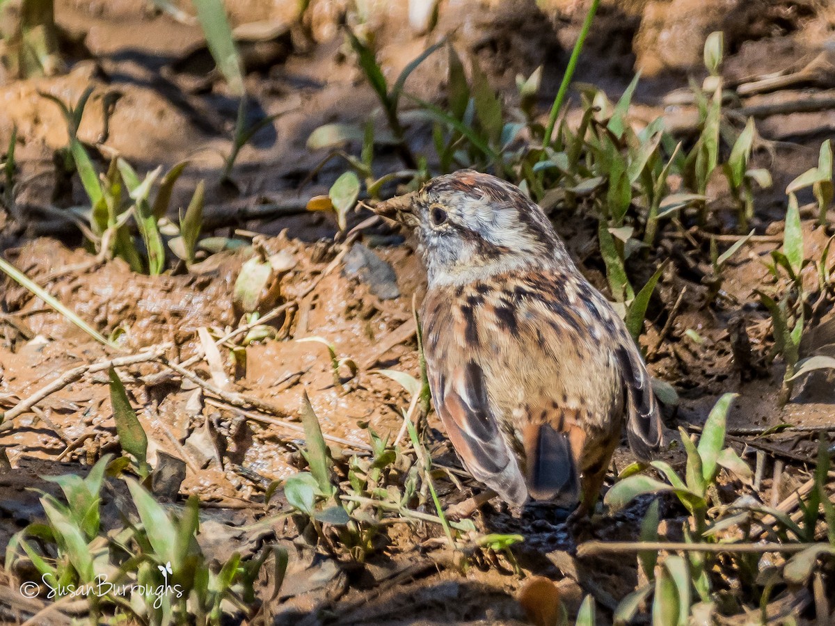Swamp Sparrow - ML93047991