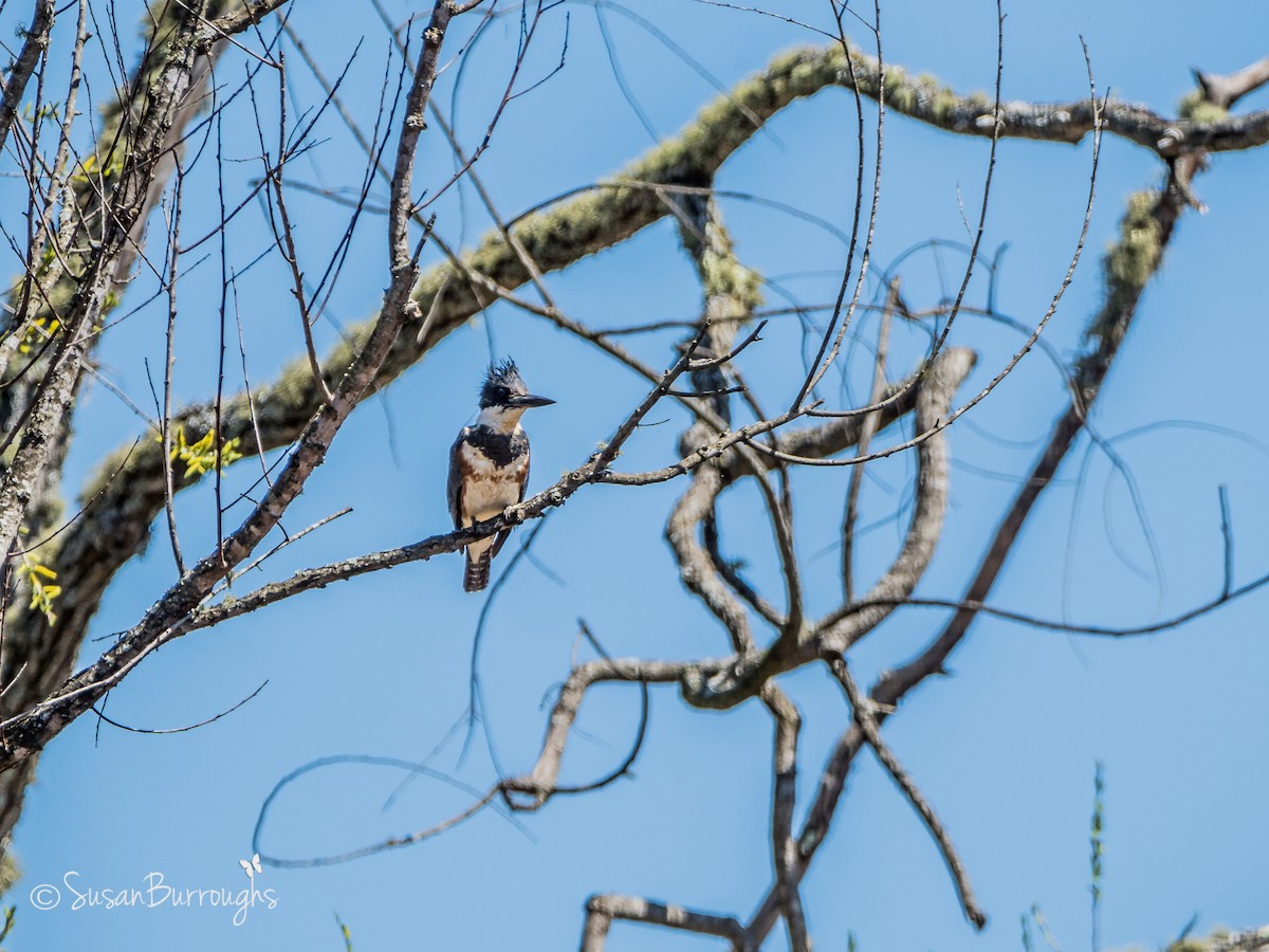 Belted Kingfisher - ML93048041