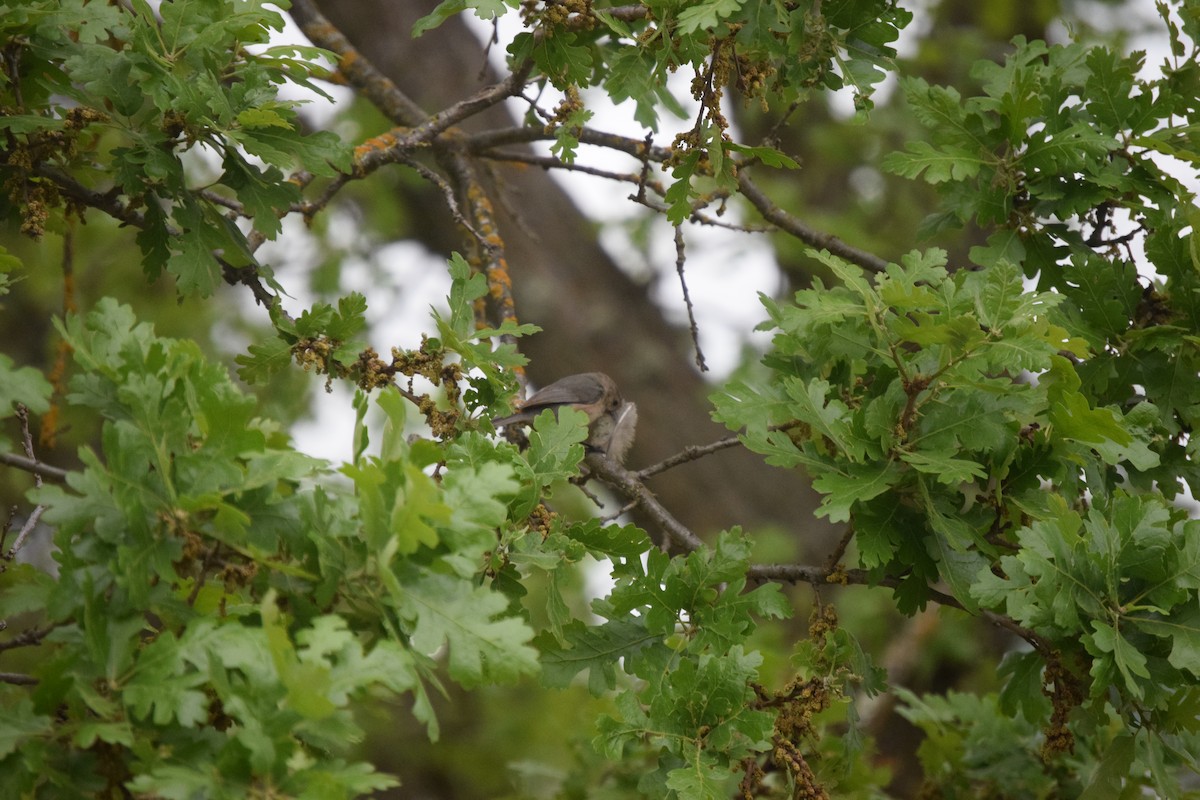 Bushtit - Ethan Monk