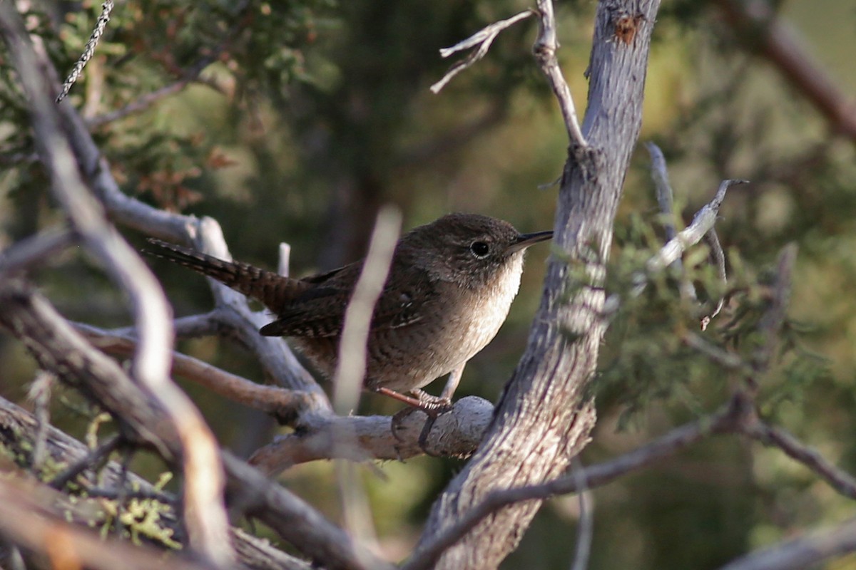 House Wren - Marceline VandeWater