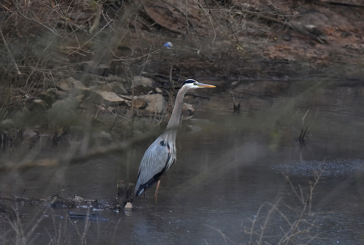 Great Blue Heron - Glenn Wyatt