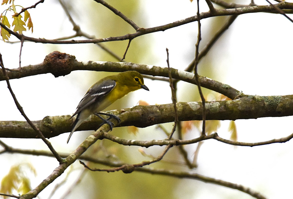 Yellow-throated Vireo - Glenn Wyatt