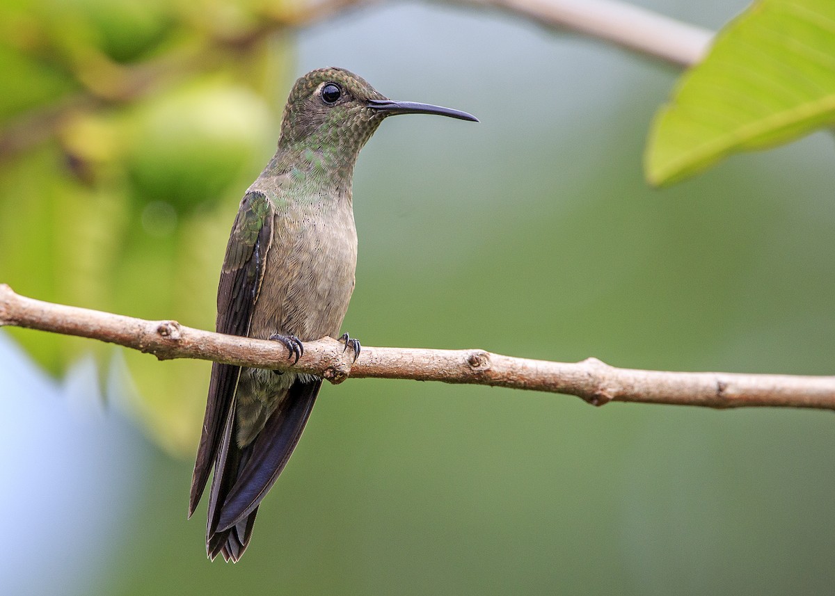 kolibřík temný - ML93054111