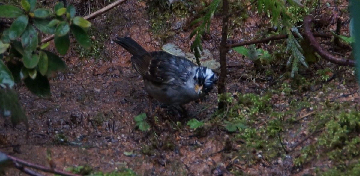 White-crowned Sparrow - ML93054141