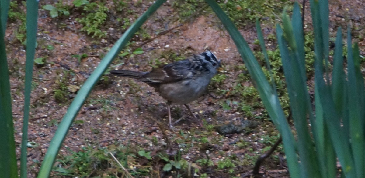 White-crowned Sparrow - ML93054151