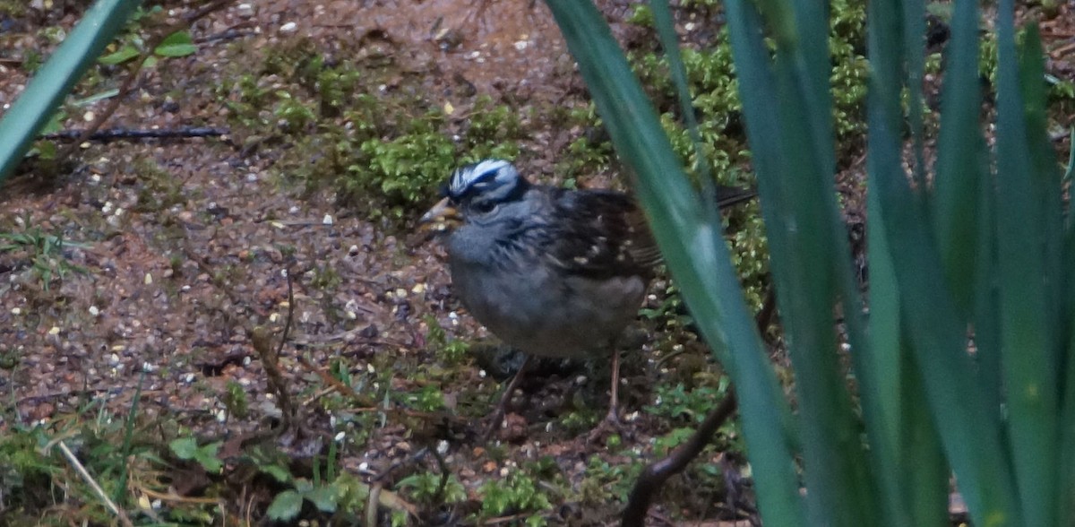 White-crowned Sparrow - ML93054161