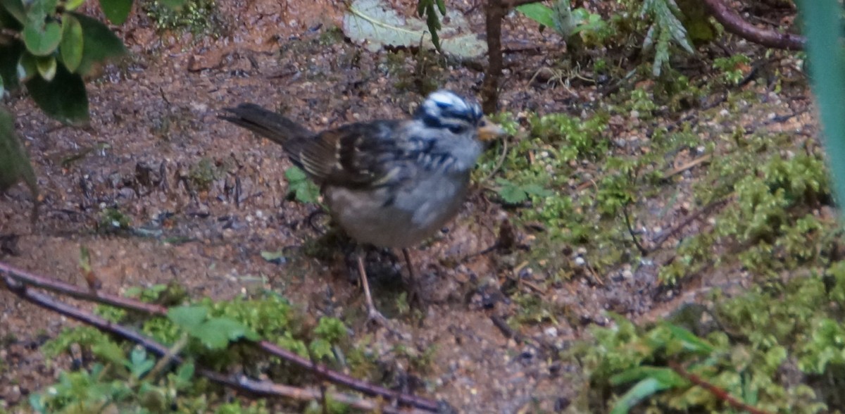 White-crowned Sparrow - ML93054171