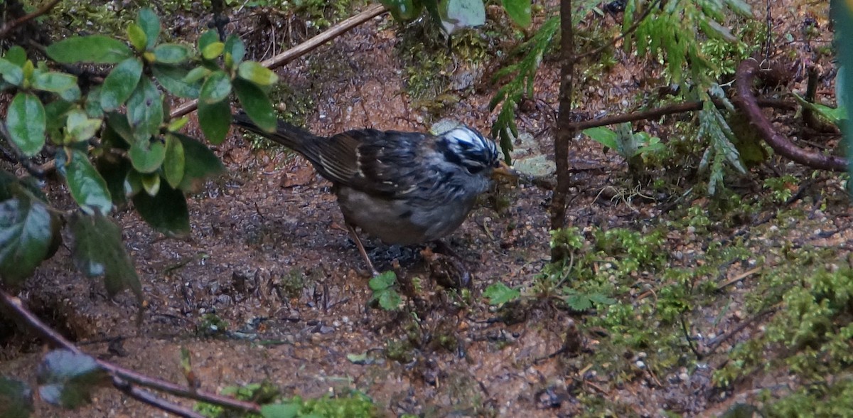 White-crowned Sparrow - ML93054181