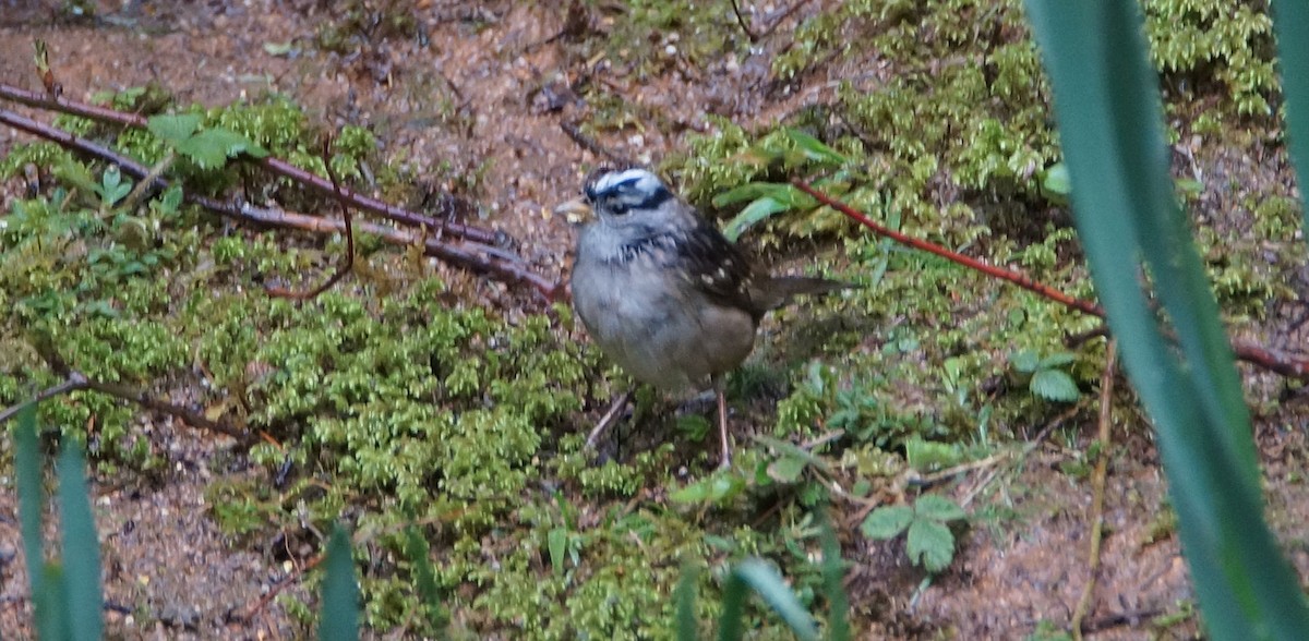 White-crowned Sparrow - ML93054261