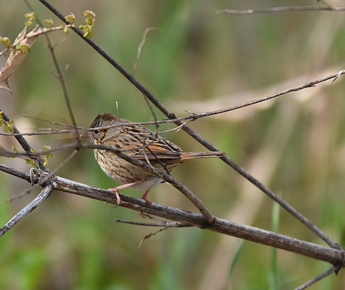 Chingolo de Lincoln - ML93054961