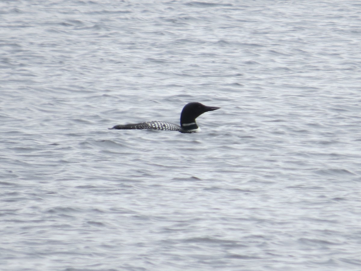 Common Loon - Bryan Wyatt