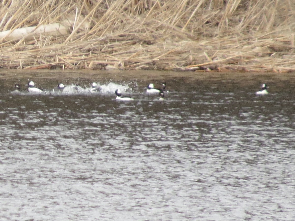 Bufflehead - ML93055611