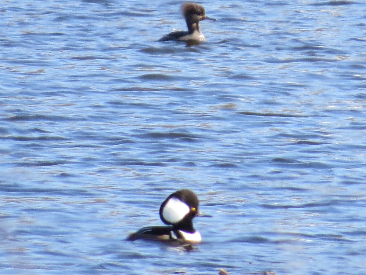 Hooded Merganser - ML93055711