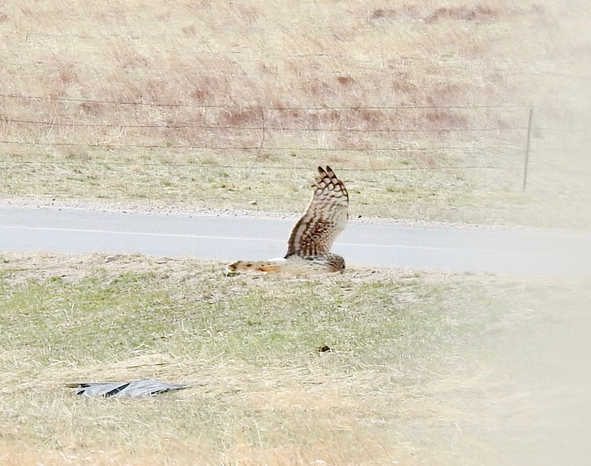 Northern Harrier - ML93055741