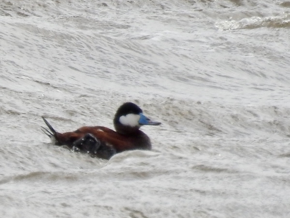 Ruddy Duck - ML93056711