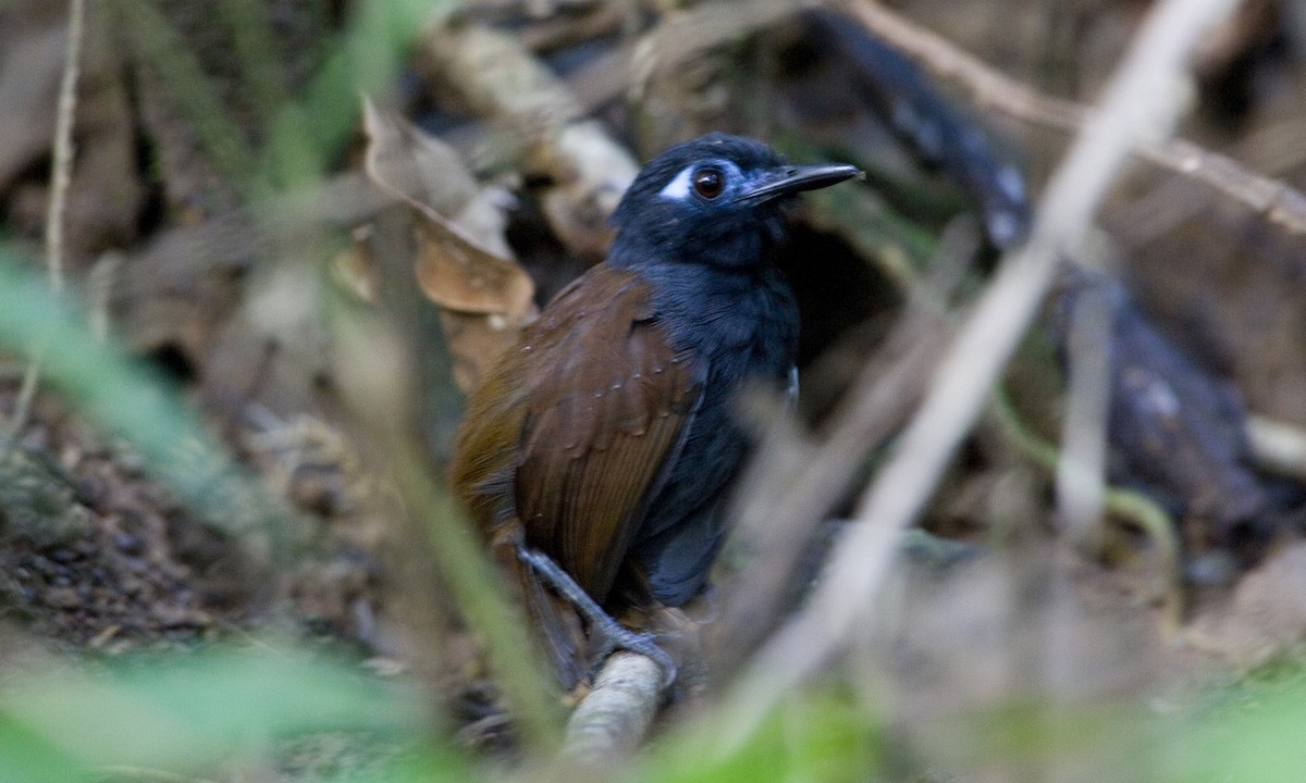 Chestnut-backed Antbird - ML93058821