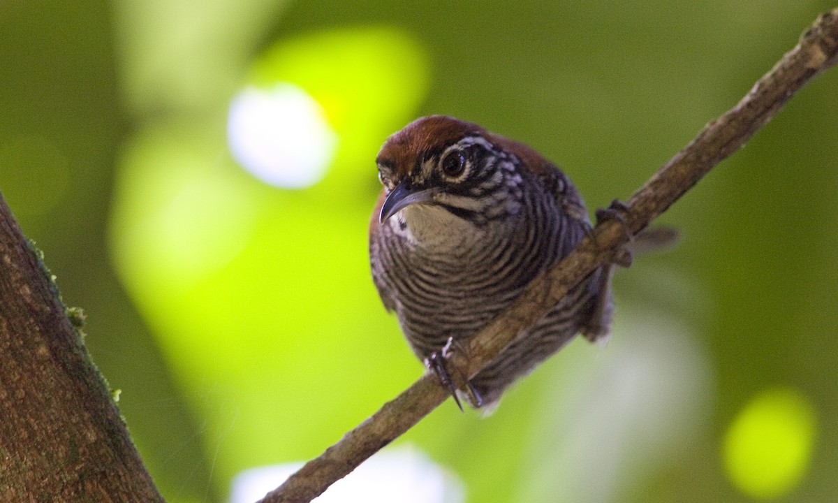 Riverside Wren - ML93059021