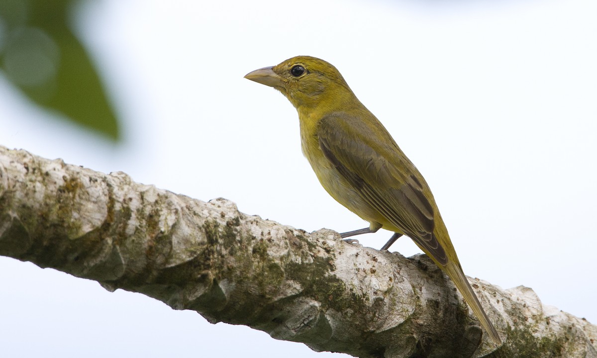 Summer Tanager - ML93059191