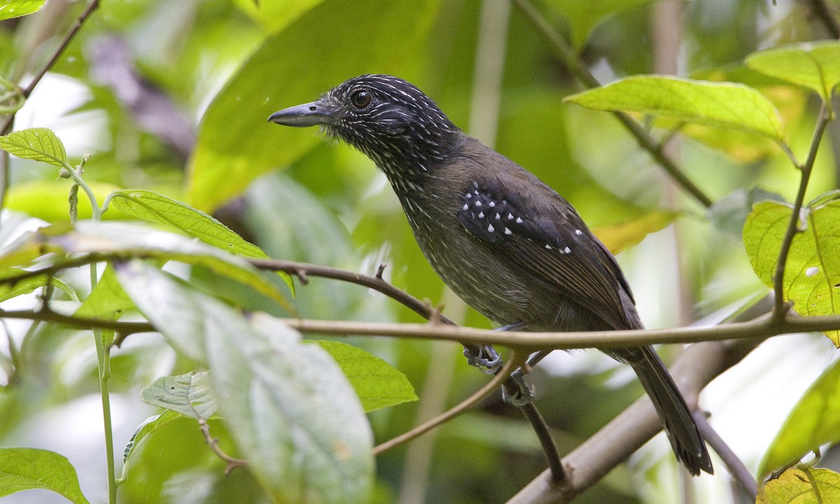 Black-hooded Antshrike - ML93059251