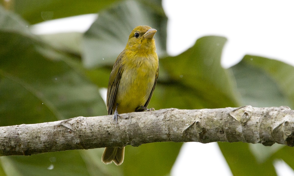 Summer Tanager - ML93059331