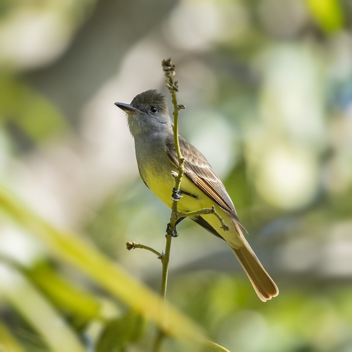 Great Crested Flycatcher - ML93059391